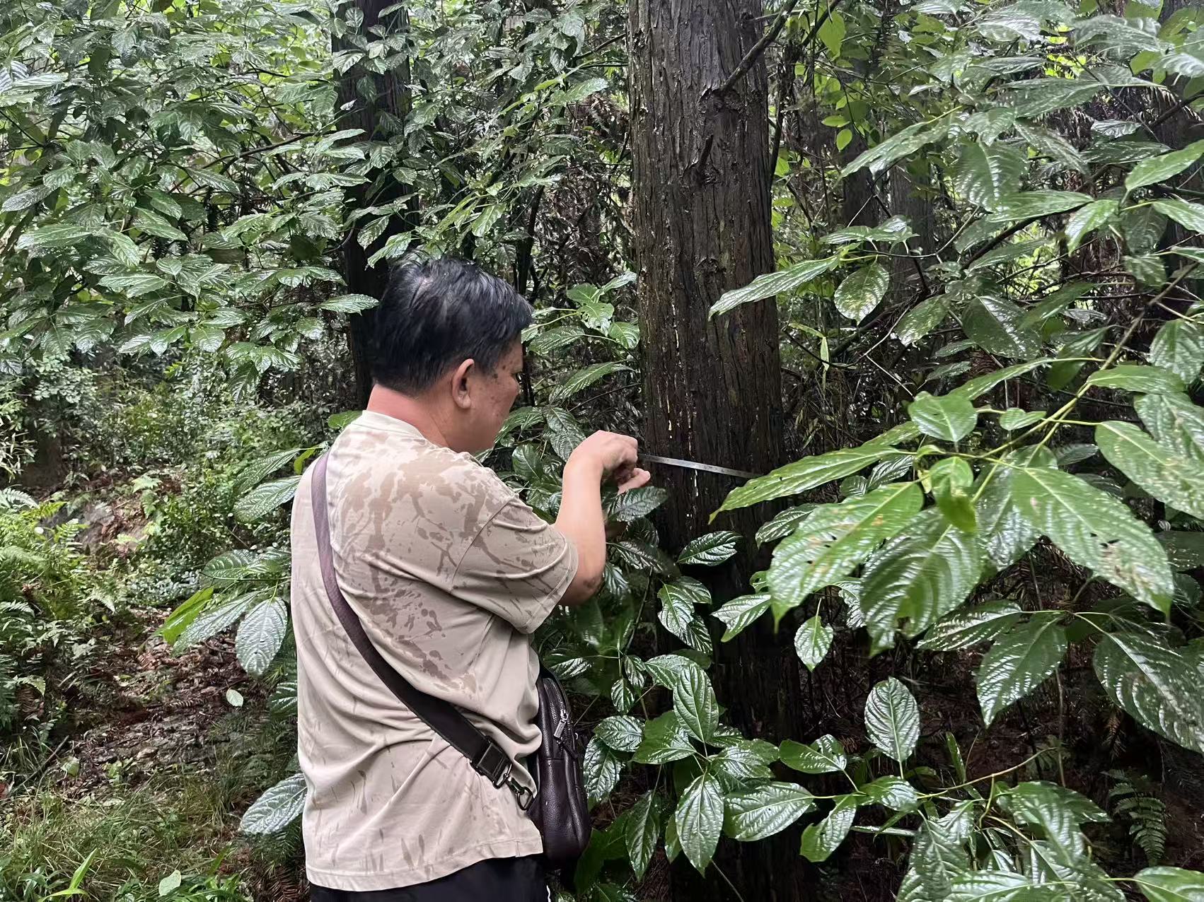 黄山林业评估